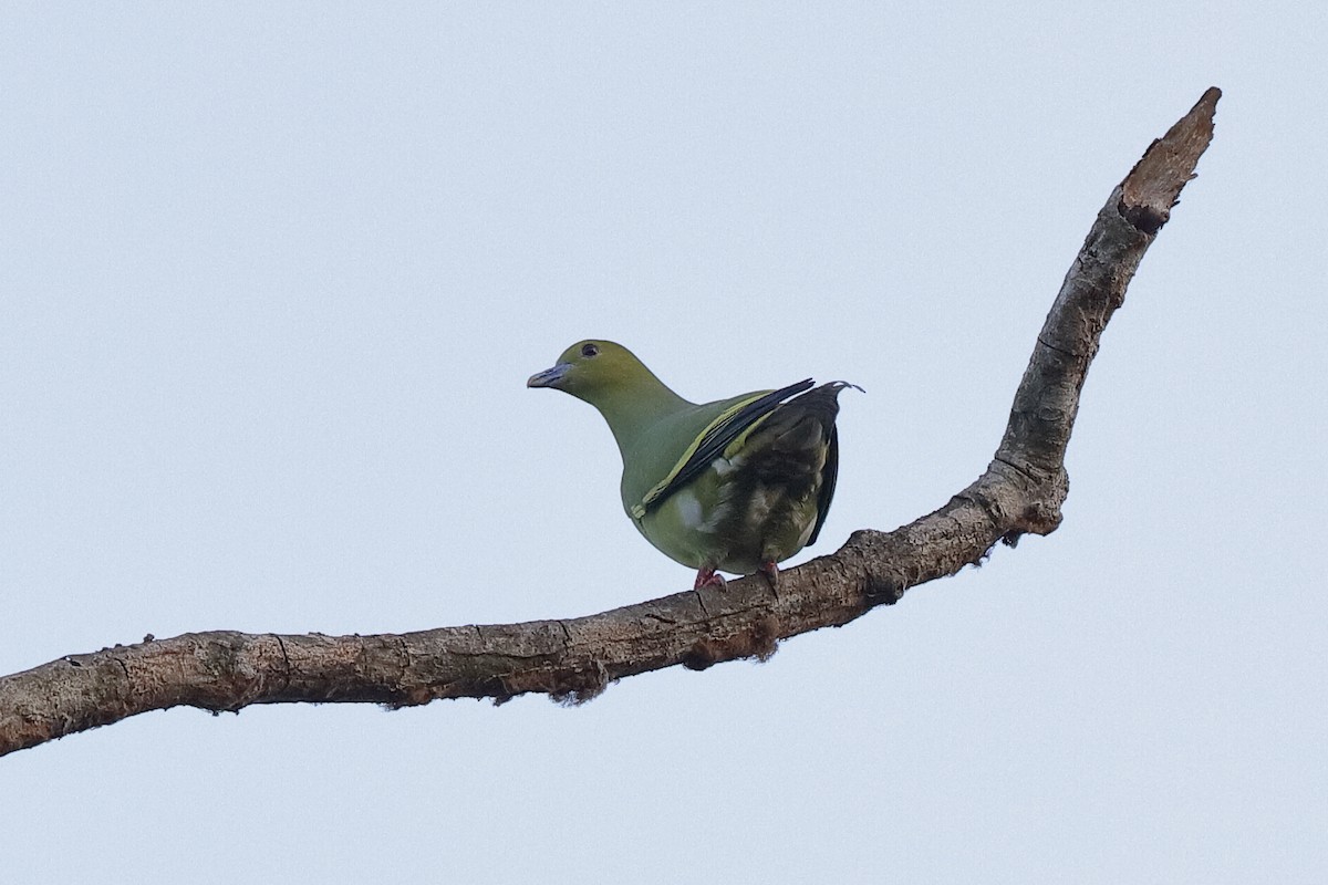 Pin-tailed Green-Pigeon - ML219300131