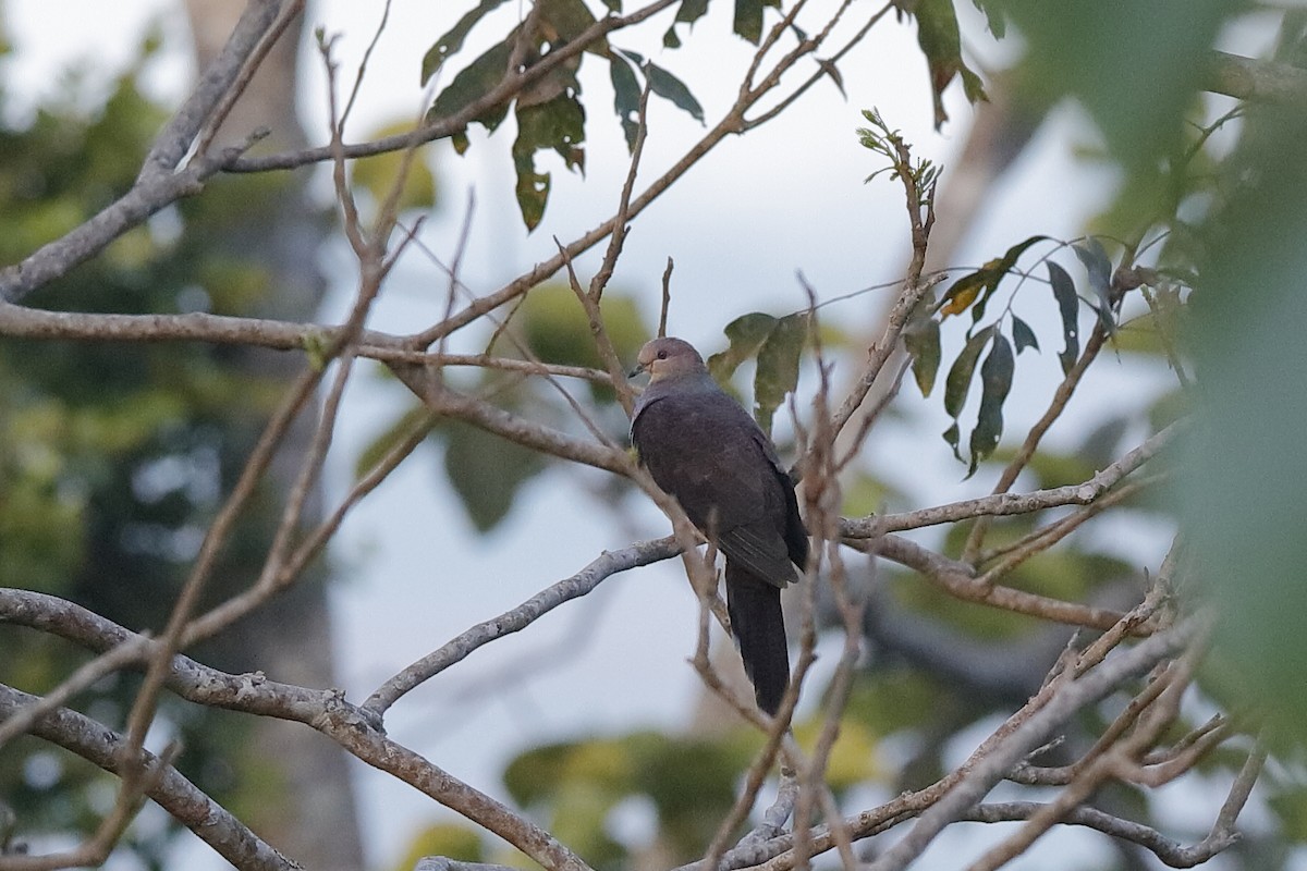 Barred Cuckoo-Dove - ML219300221
