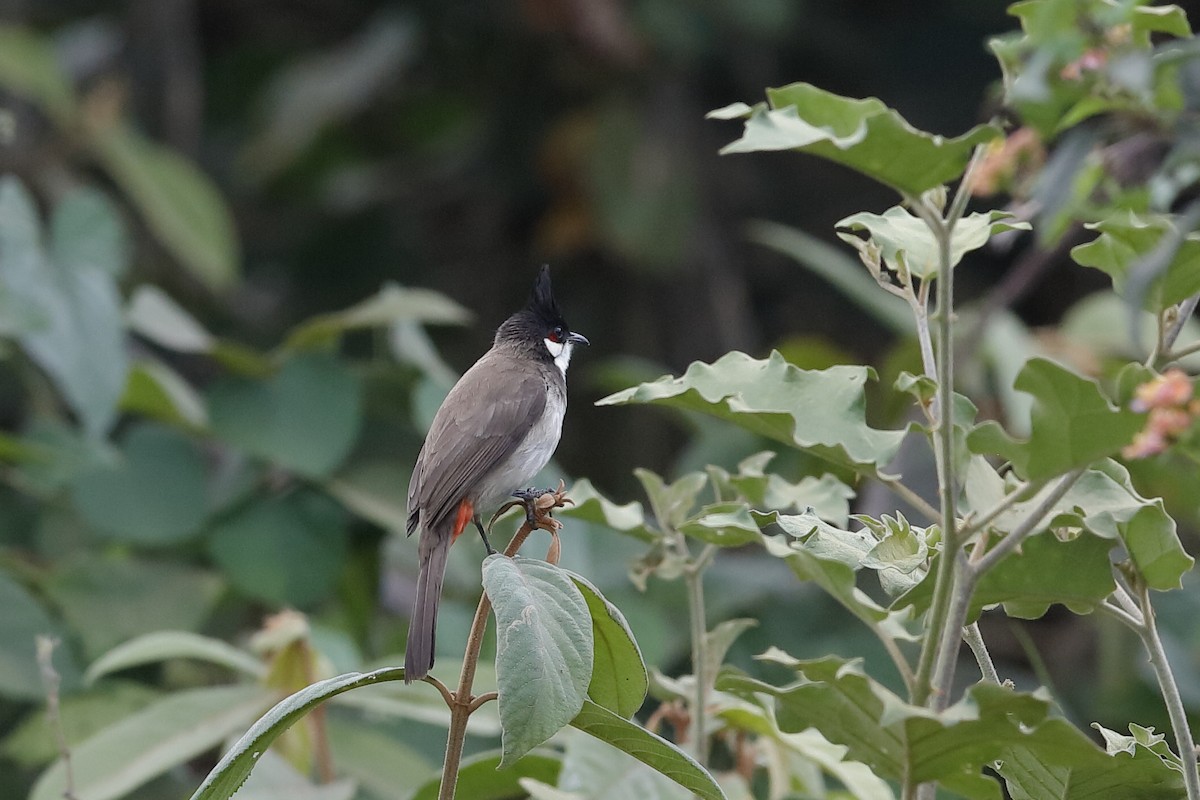 Red-whiskered Bulbul - ML219300271