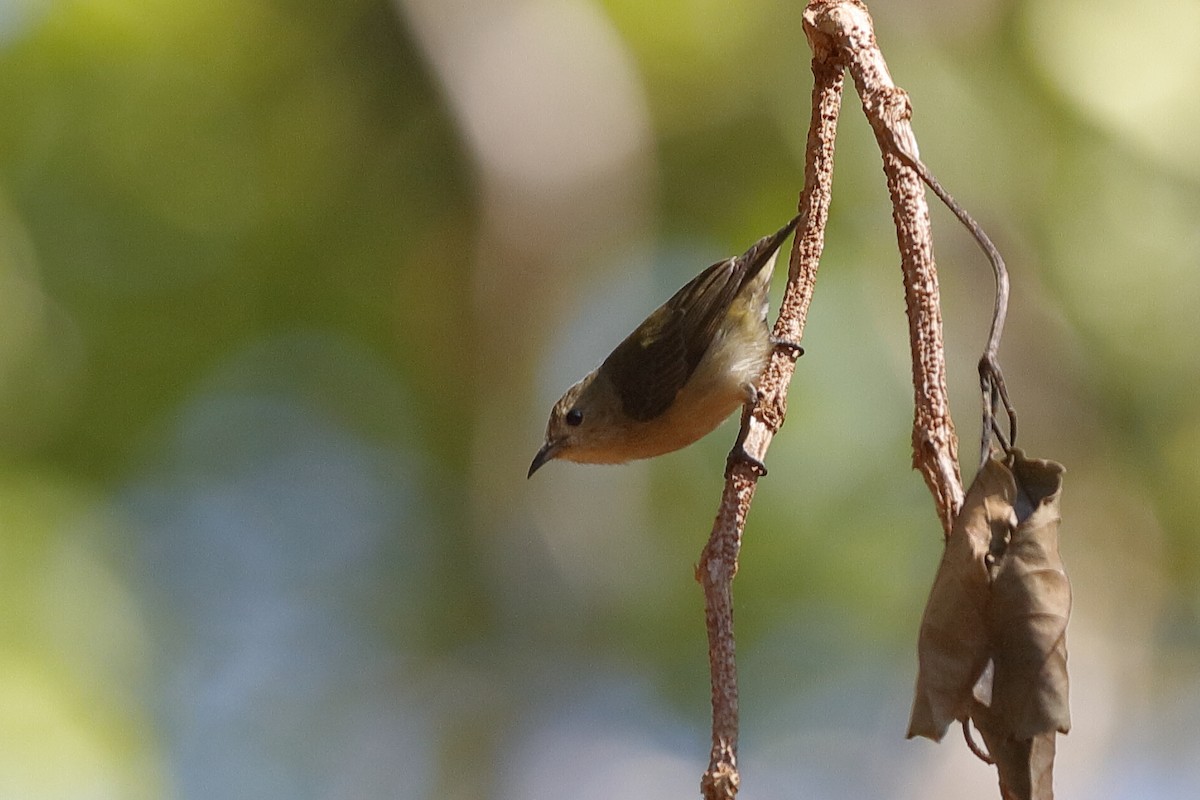 Plain Flowerpecker - ML219300311