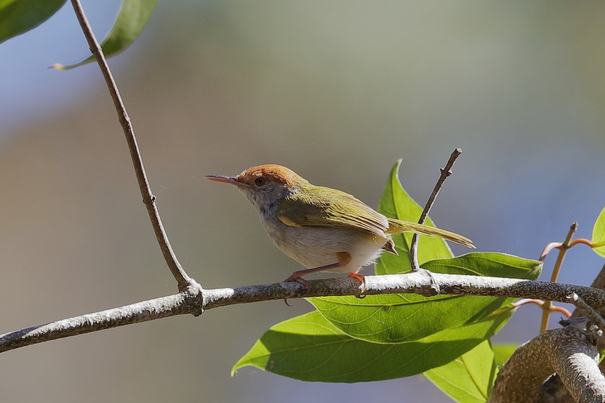 Dunkelkehl-Schneidervogel - ML219300391