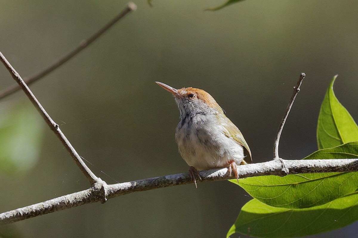 Dunkelkehl-Schneidervogel - ML219300411