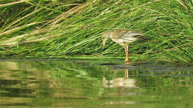 Azure Gallinule - ML219301161