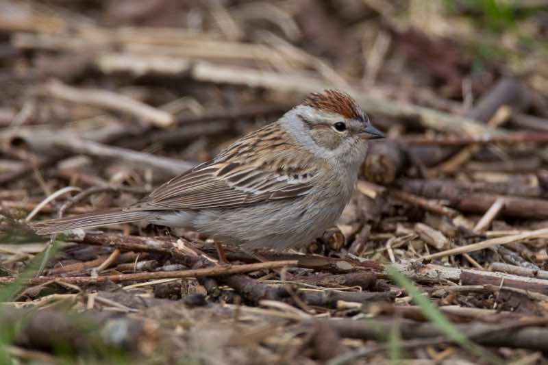 Chipping Sparrow - ML219301711