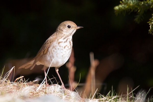 Hermit Thrush - ML219302401