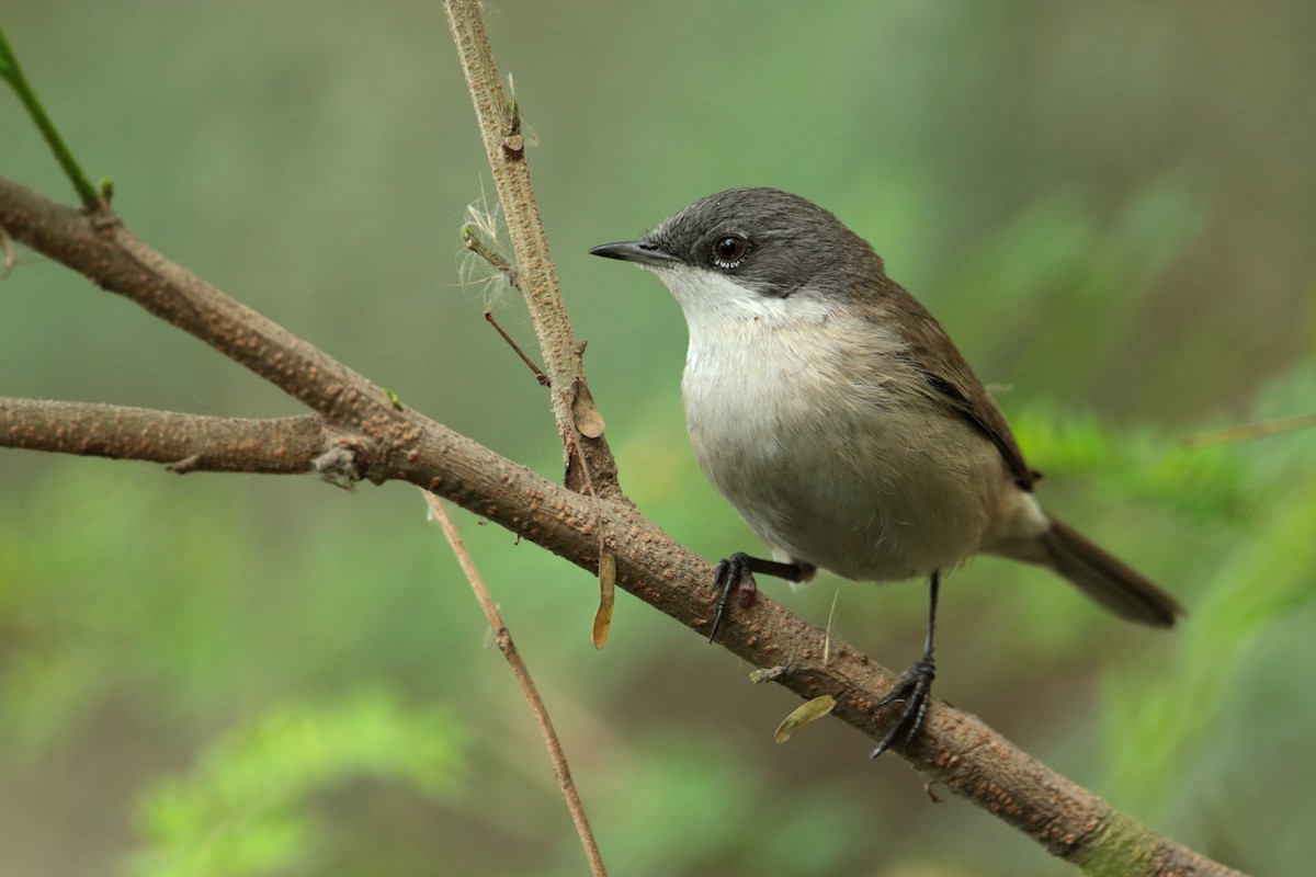 Lesser Whitethroat (Lesser) - Aaron Maizlish