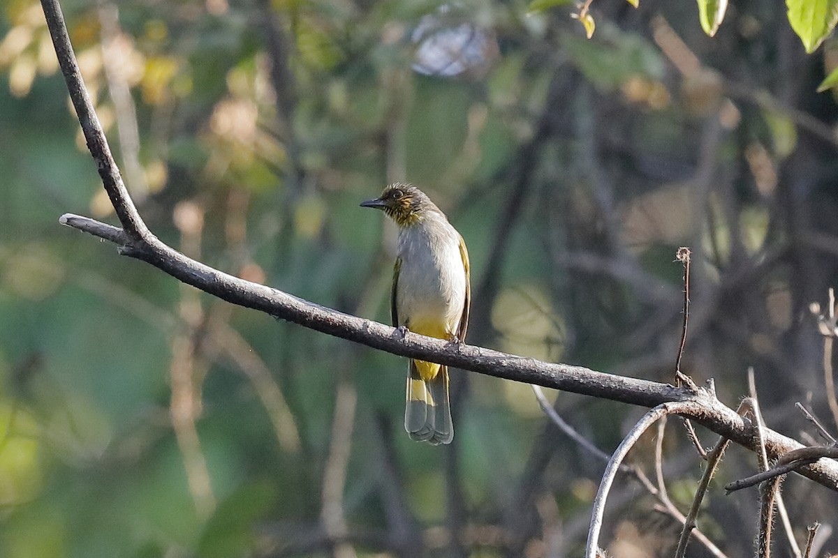 Stripe-throated Bulbul - ML219304911