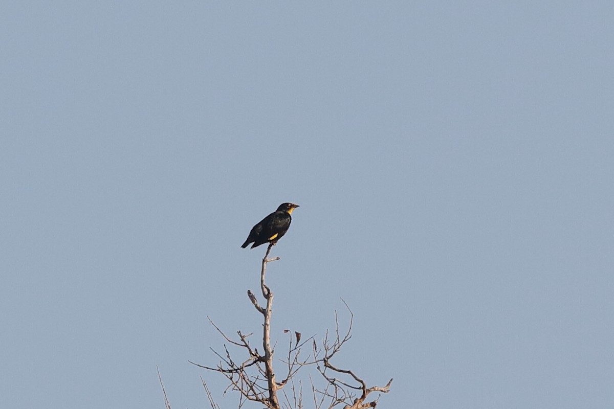 Golden-crested Myna - ML219304951