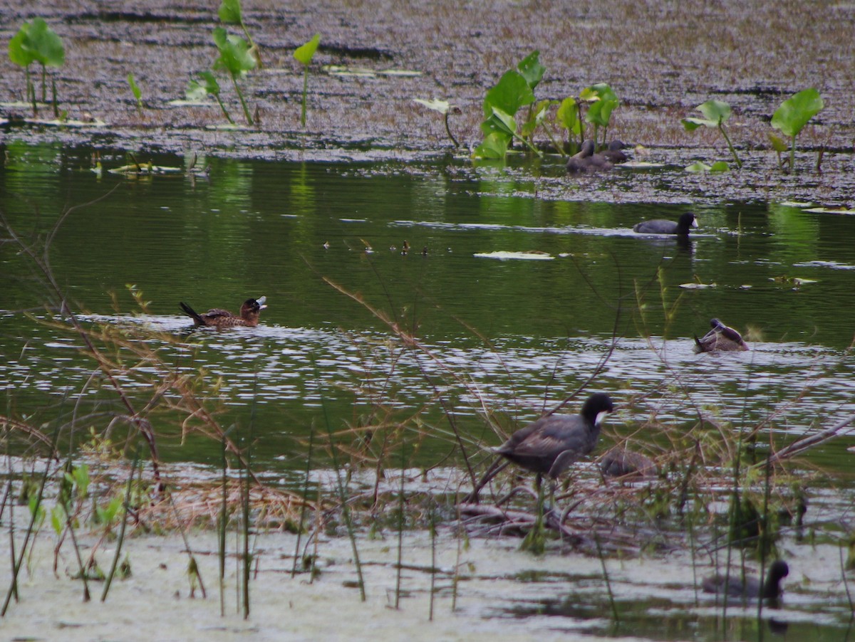 Masked Duck - ML219306331