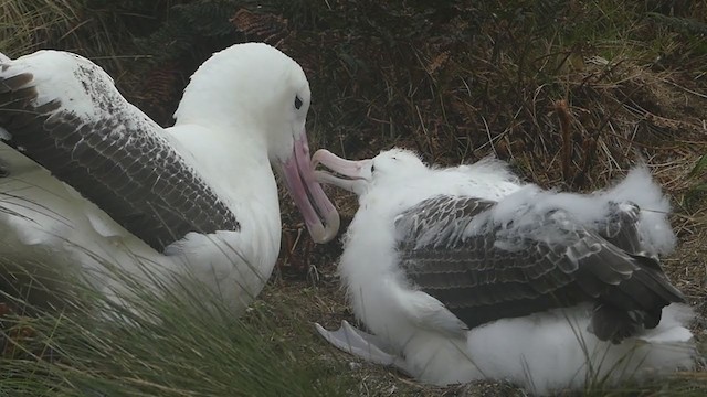 svartvingealbatross/kongealbatross - ML219307701