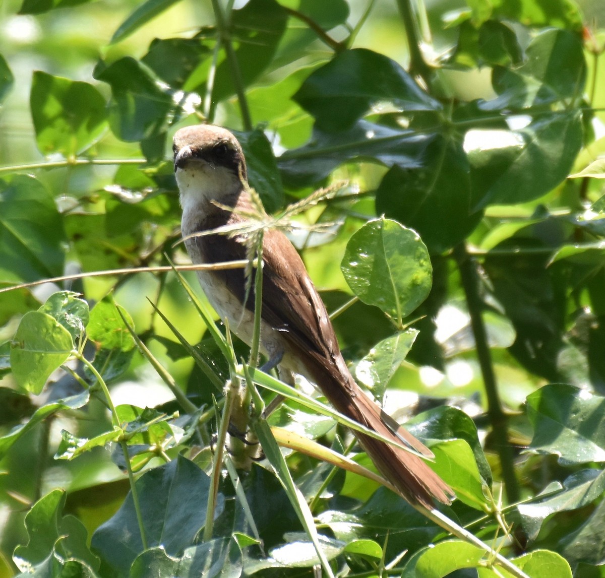 Pie-grièche brune (cristatus/confusus) - ML219308791