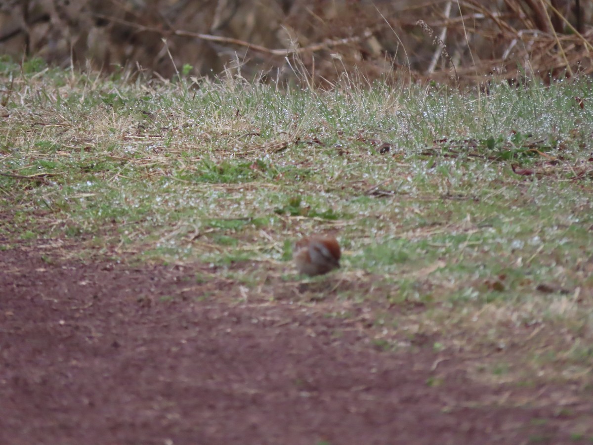 American Tree Sparrow - ML219309691