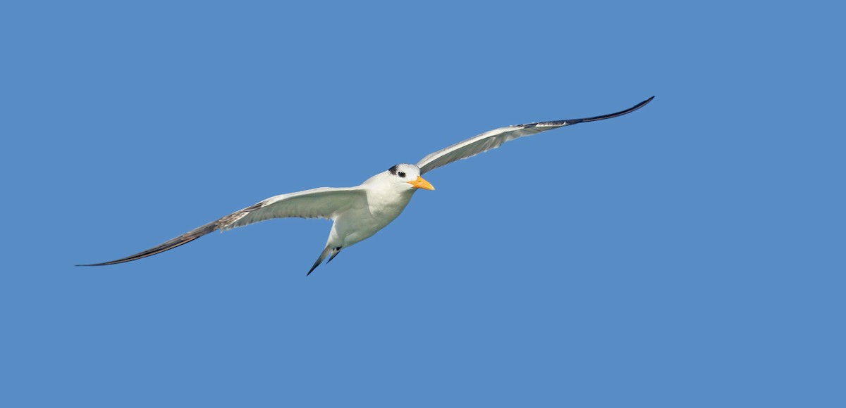 Royal Tern - ML21931041