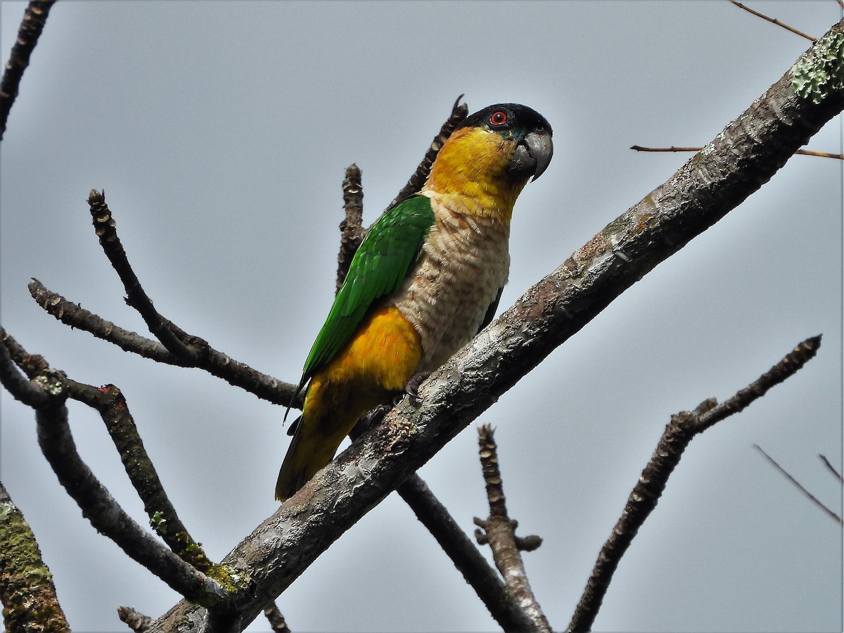 Black-headed Parrot - ML219311231