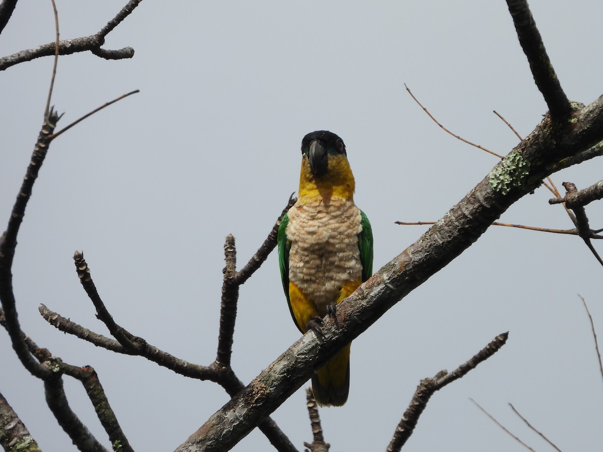 Black-headed Parrot - ML219311311