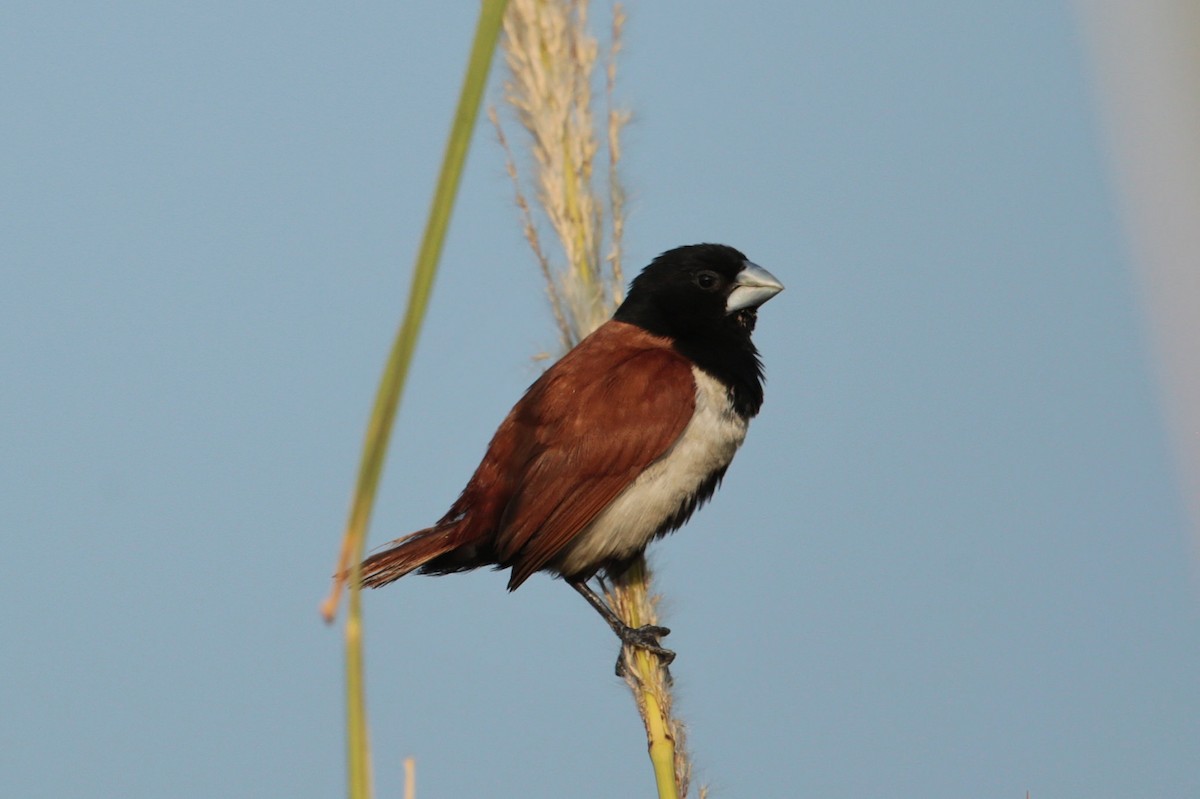 Tricolored Munia - ML21931221