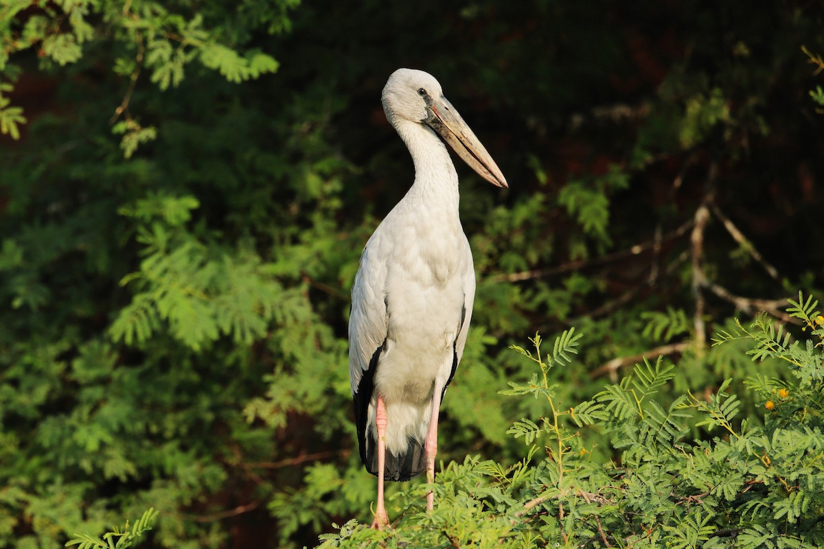 Asian Openbill - ML21931271