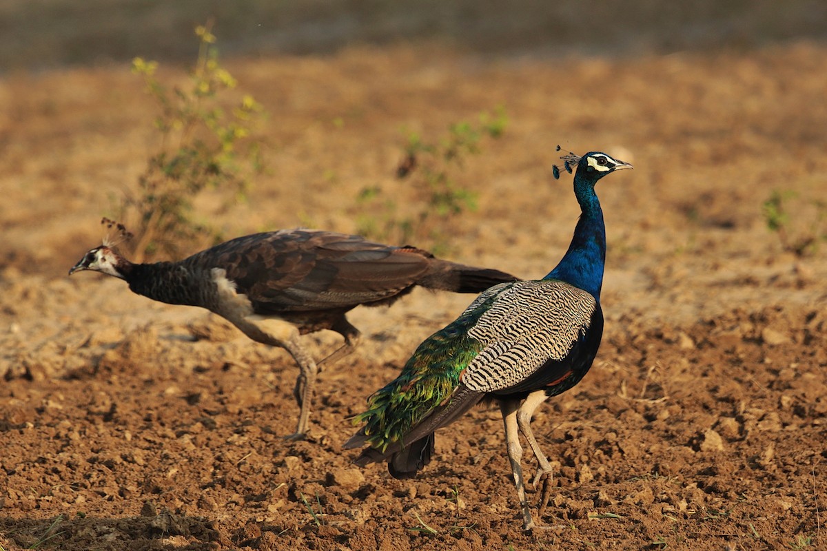 Indian Peafowl - ML21931301