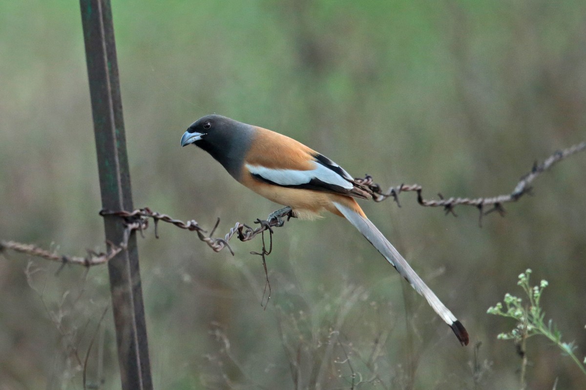 Rufous Treepie - Aaron Maizlish