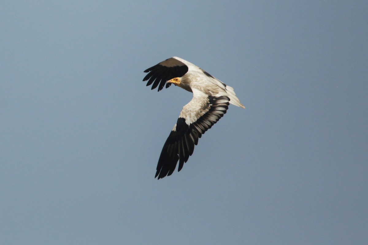 Egyptian Vulture - Aaron Maizlish