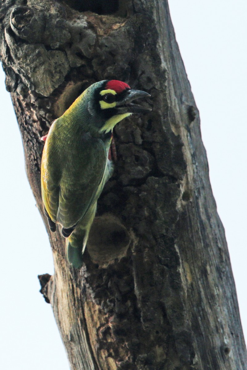 Coppersmith Barbet - ML21931401