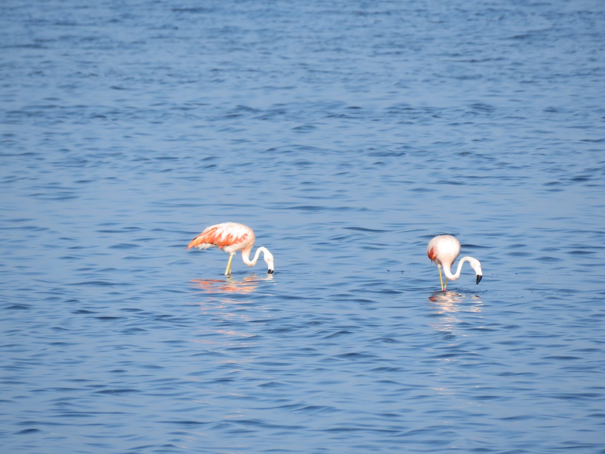 Chilean Flamingo - Fernando Angulo - CORBIDI