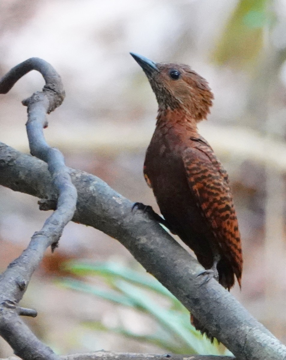 Rufous Woodpecker - ML219316971