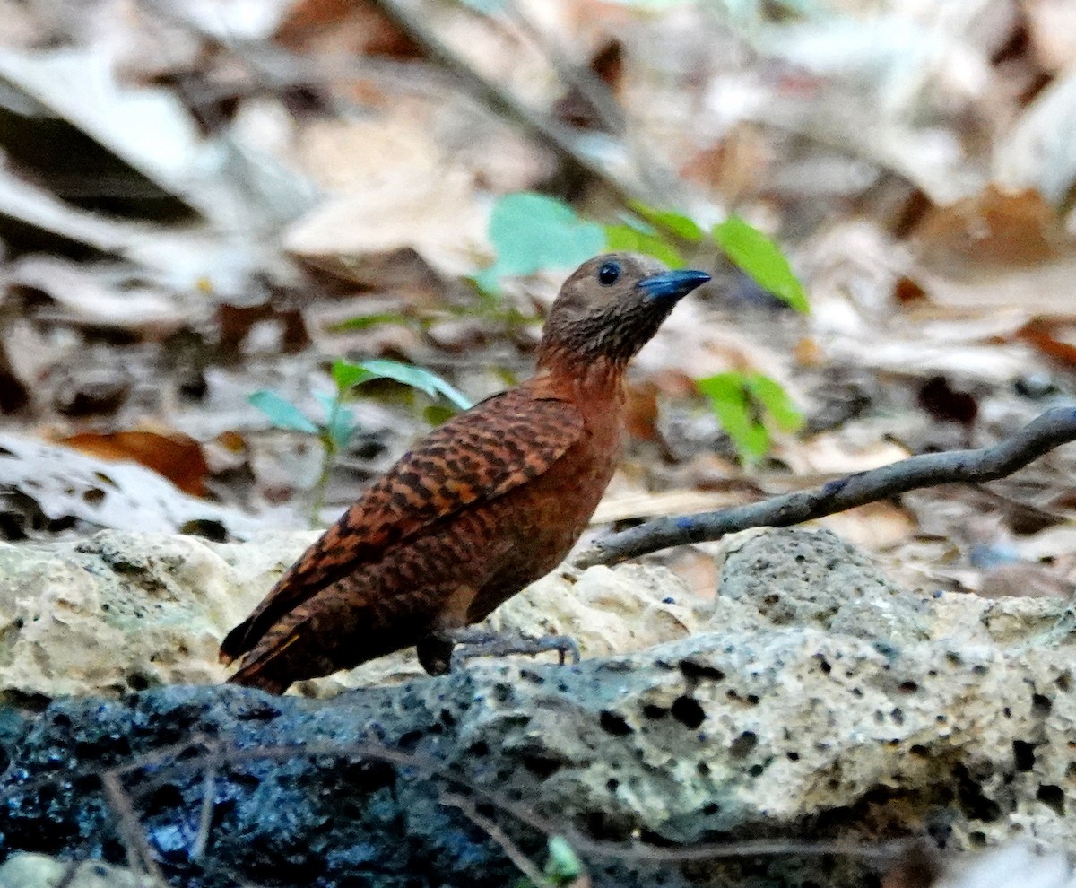 Rufous Woodpecker - ML219316981