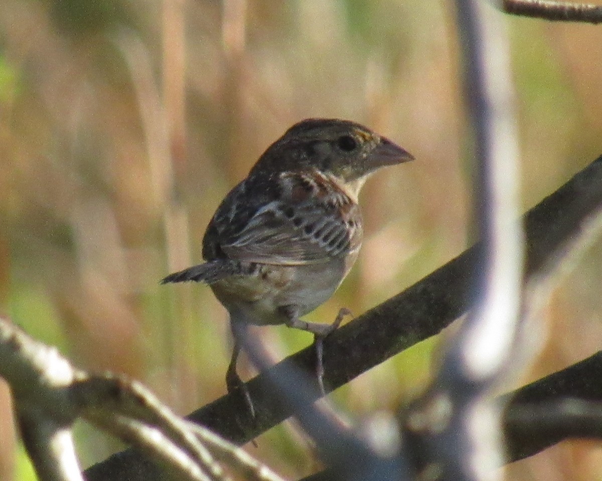 Grasshopper Sparrow - ML219317291