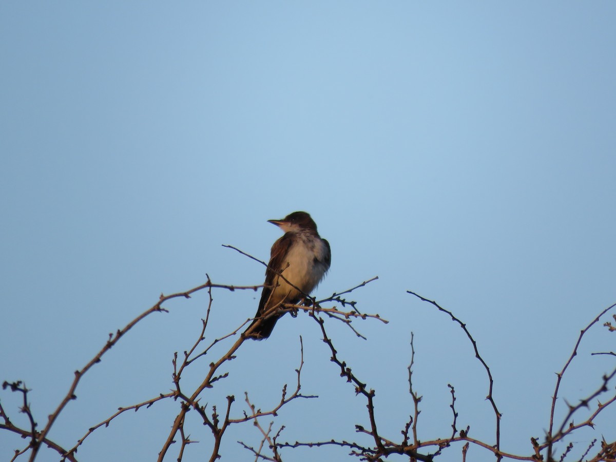 Eastern Kingbird - ML219317551