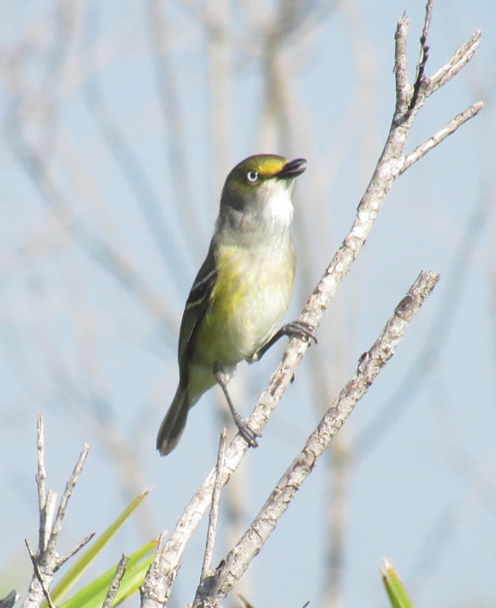 Ak Gözlü Vireo - ML219317661