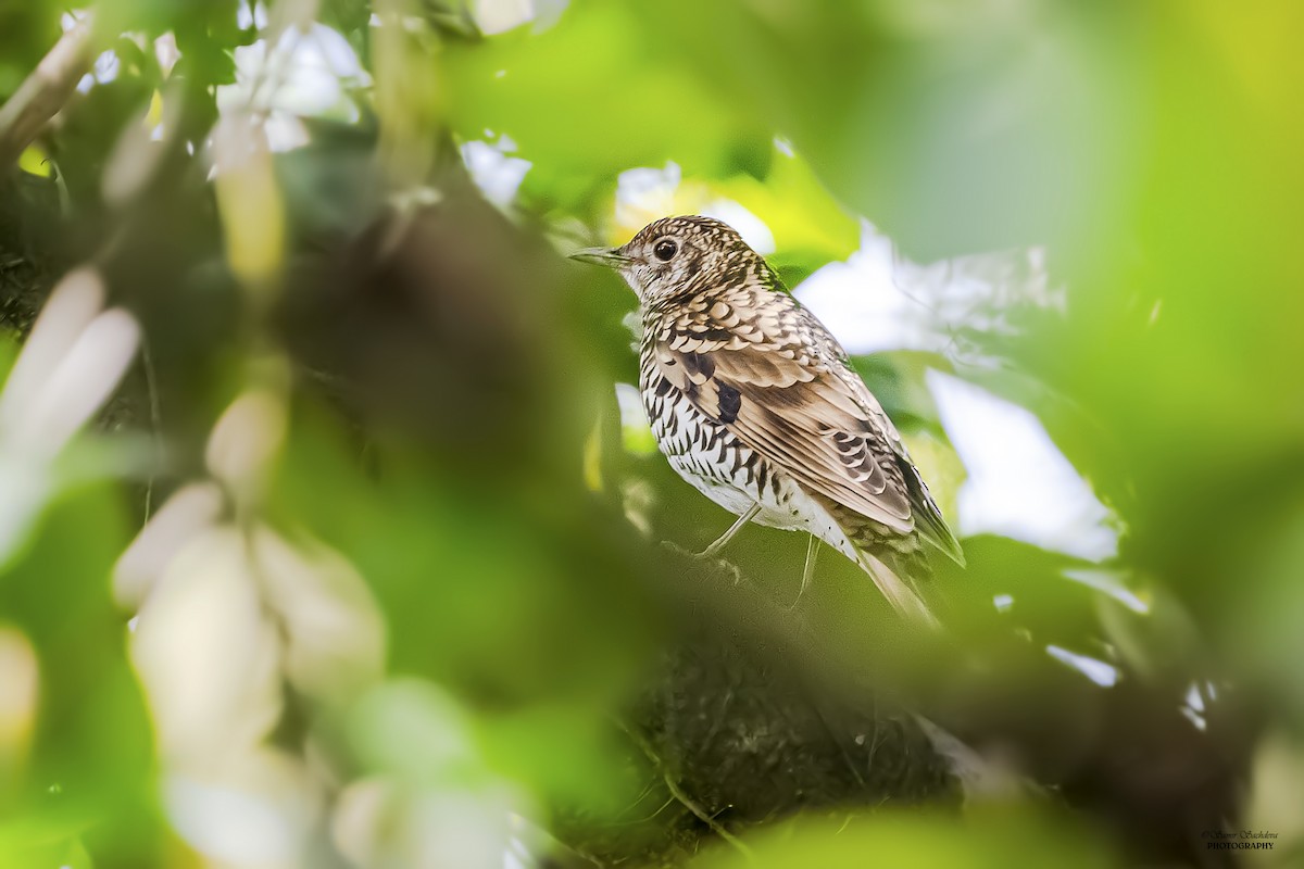 Scaly Thrush - ML219317811