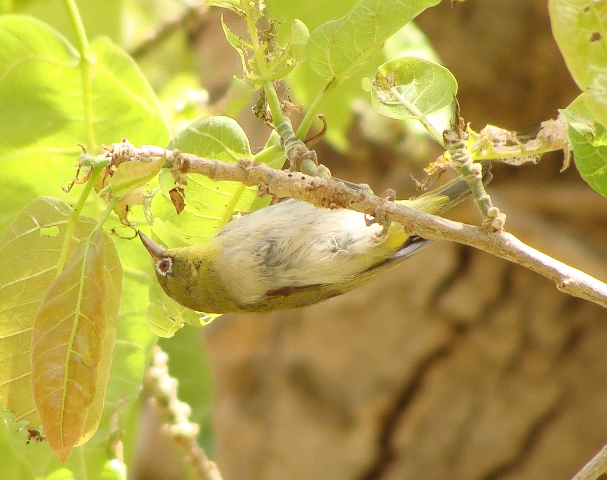 Abyssinian White-eye - ML219317861