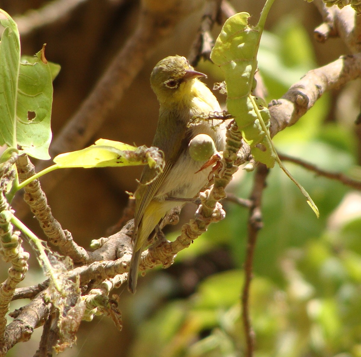 Abyssinian White-eye - ML219317891