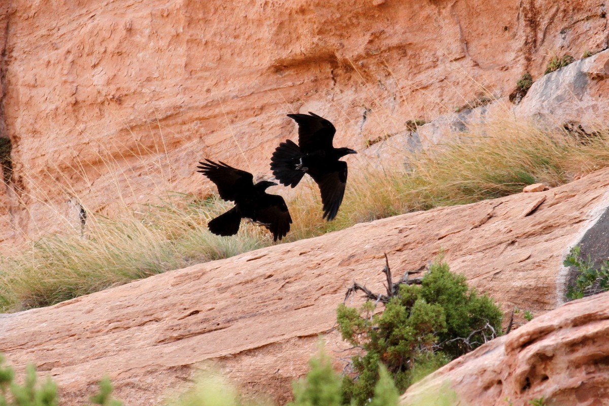 Common Raven - ML219319111