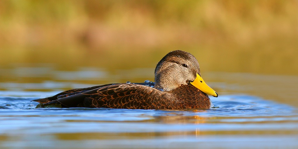 American Black Duck - ML219319781