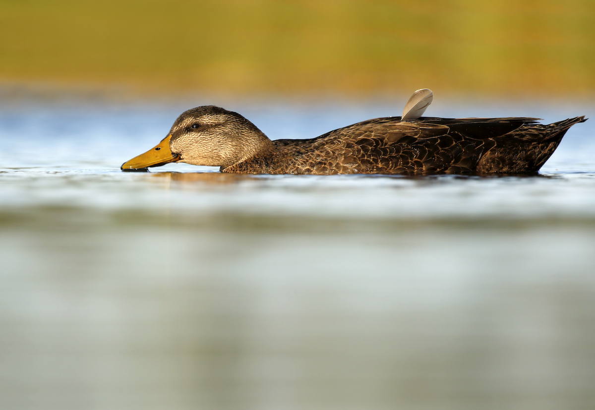 Canard noir - ML219319891