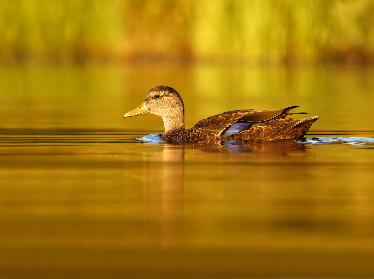 American Black Duck - ML219319971