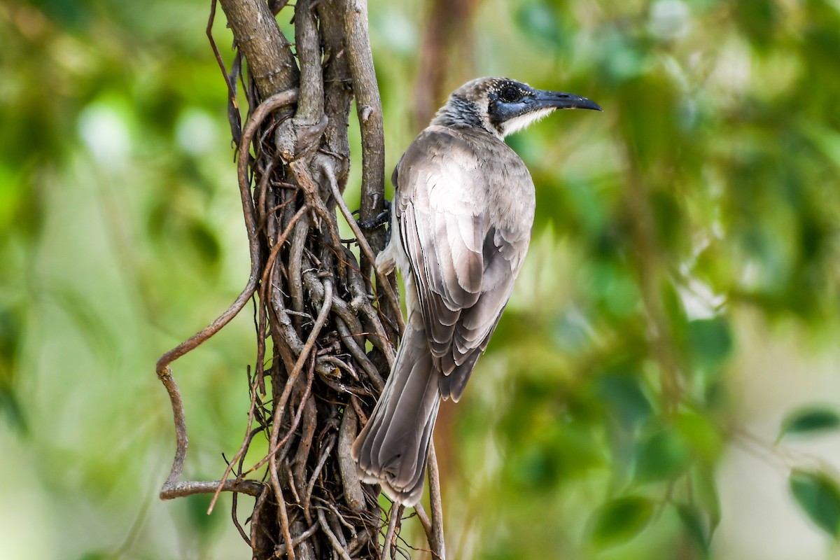 Little Friarbird - ML219320621