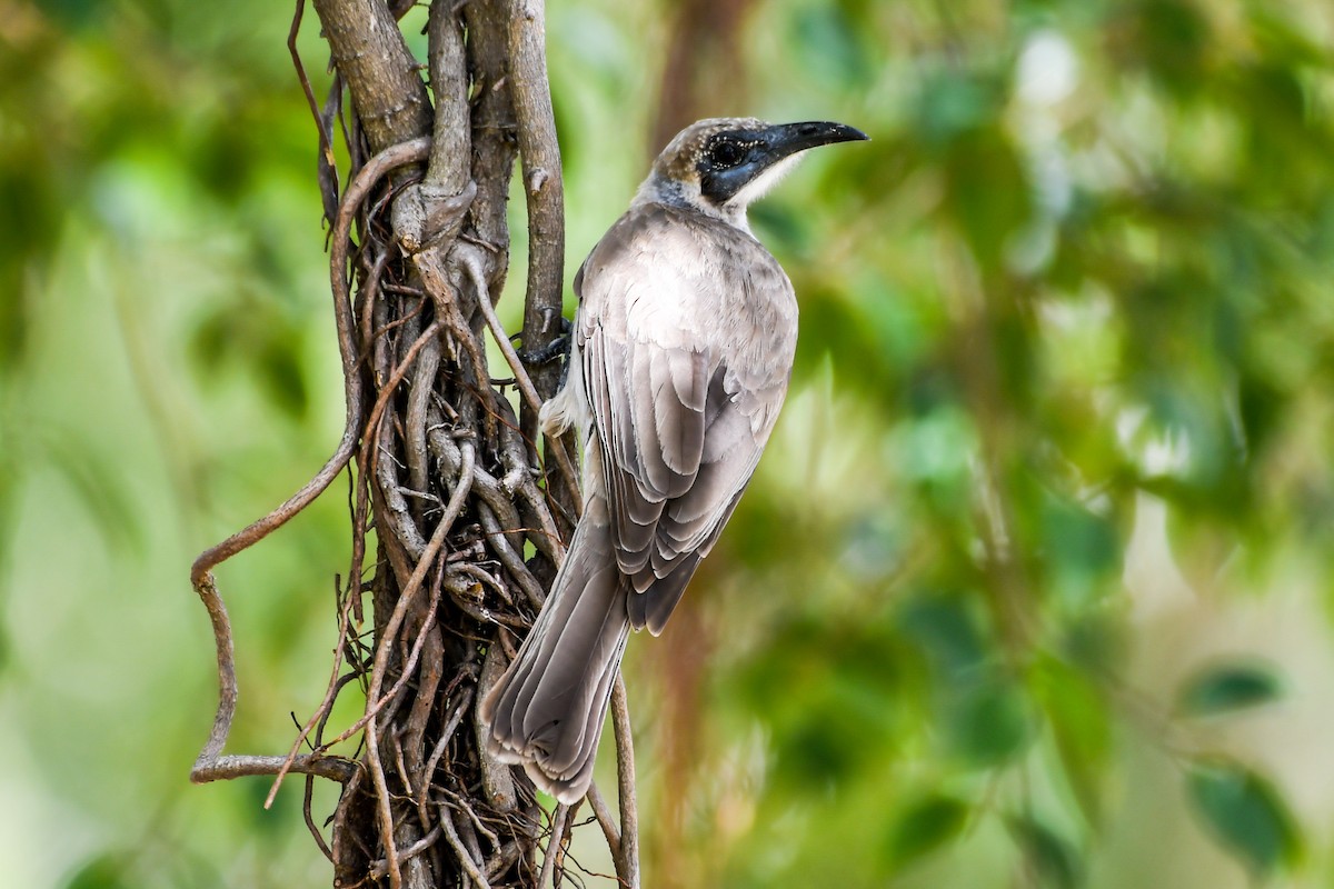 Little Friarbird - ML219320901