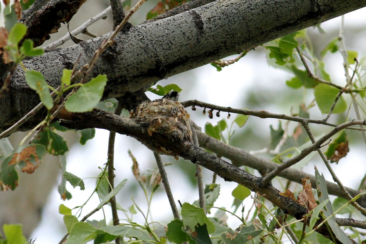 Broad-tailed Hummingbird - ML219321881