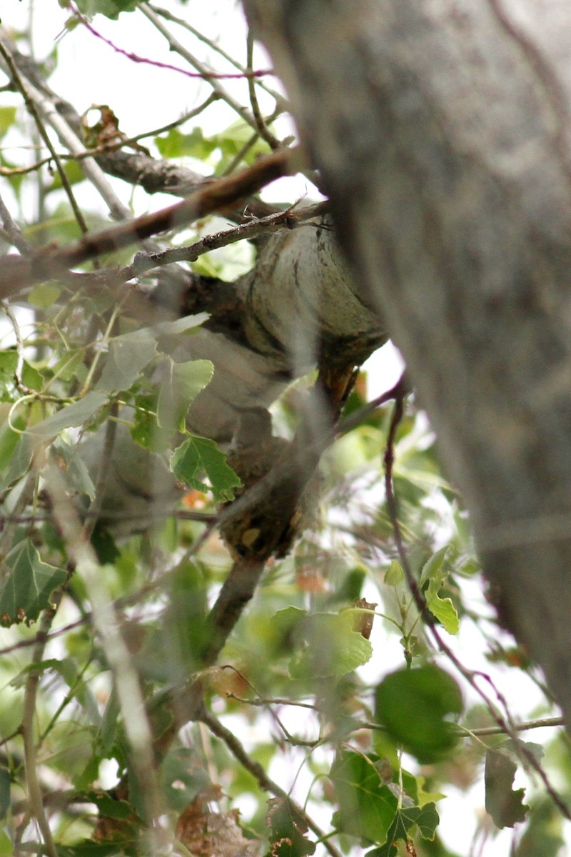 Broad-tailed Hummingbird - ML219321891