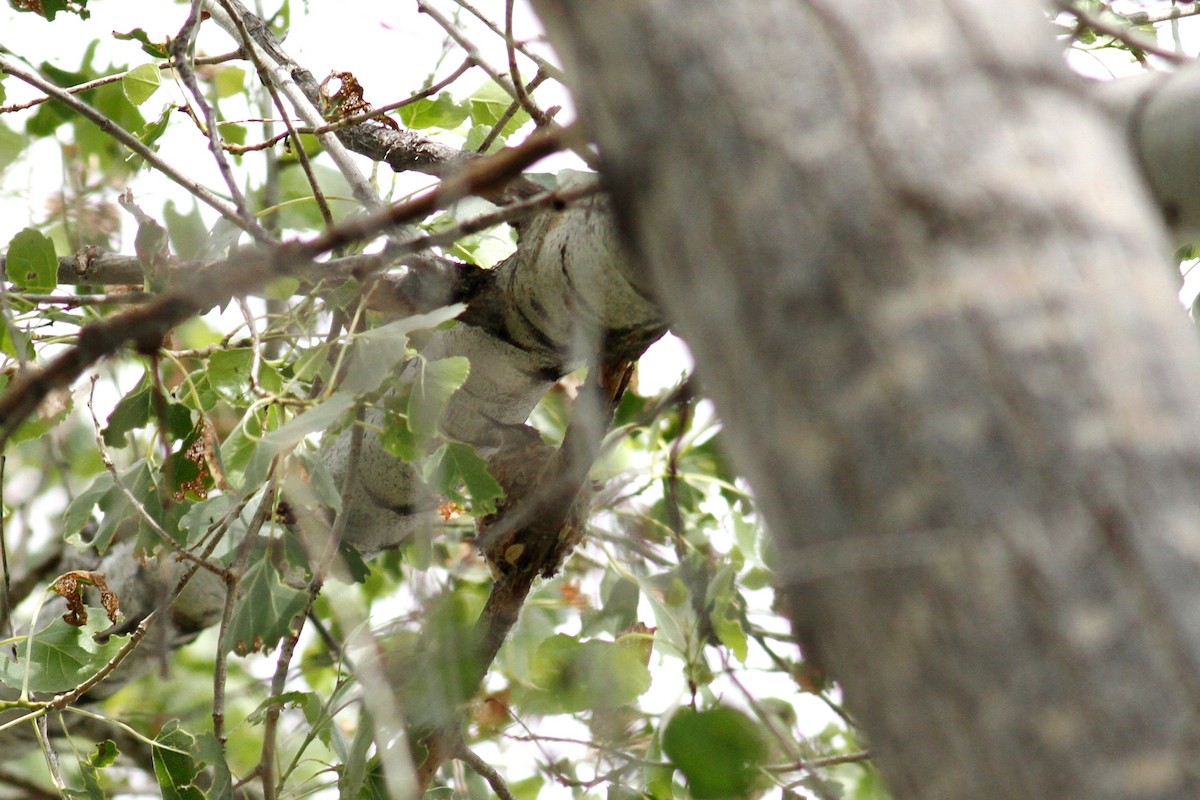 Broad-tailed Hummingbird - ML219321911