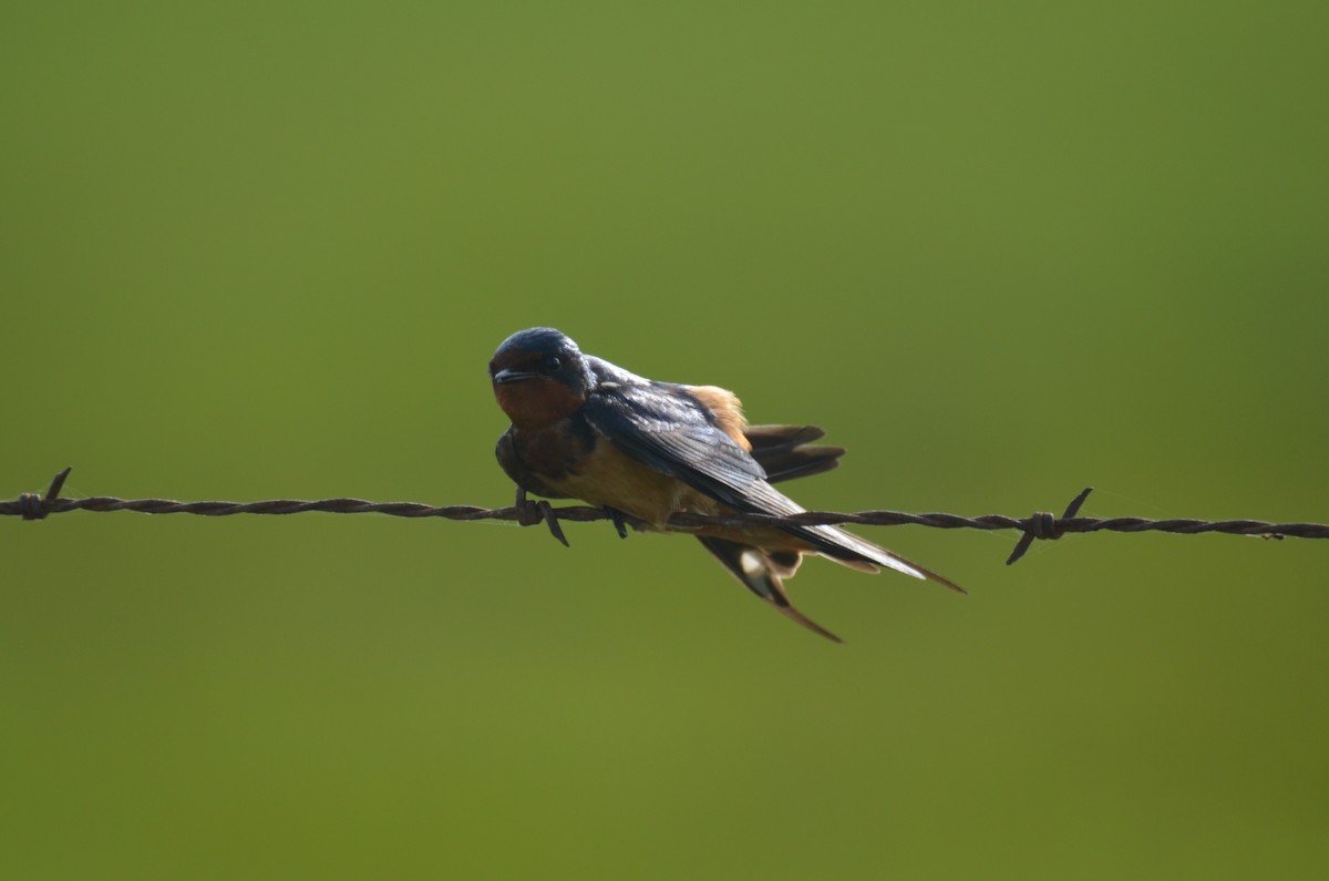 Barn Swallow - Jeff Sexton