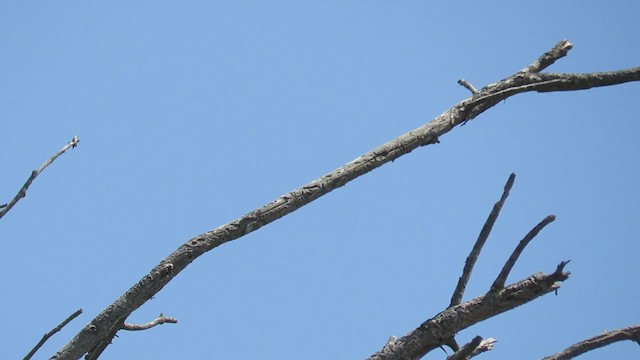 Snowy-throated Kingbird - ML219324071