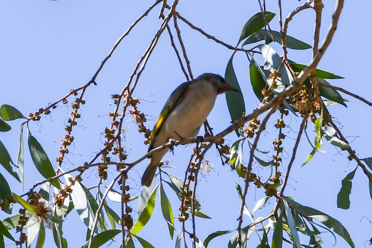 Rufous-throated Honeyeater - ML219324431