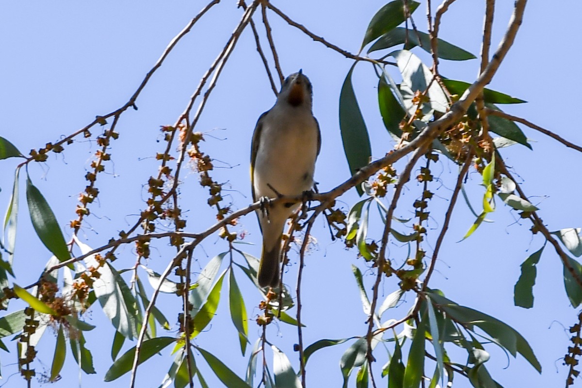 Rufous-throated Honeyeater - ML219324461