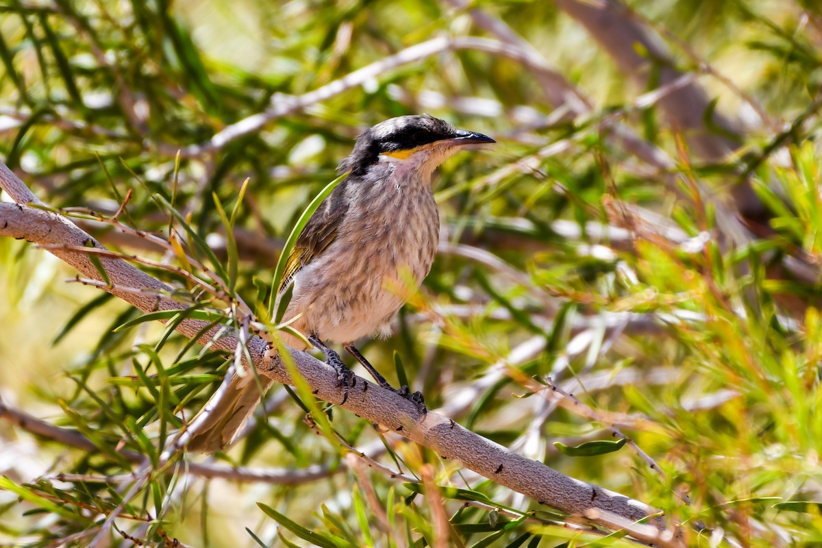 Singing Honeyeater - ML219325691