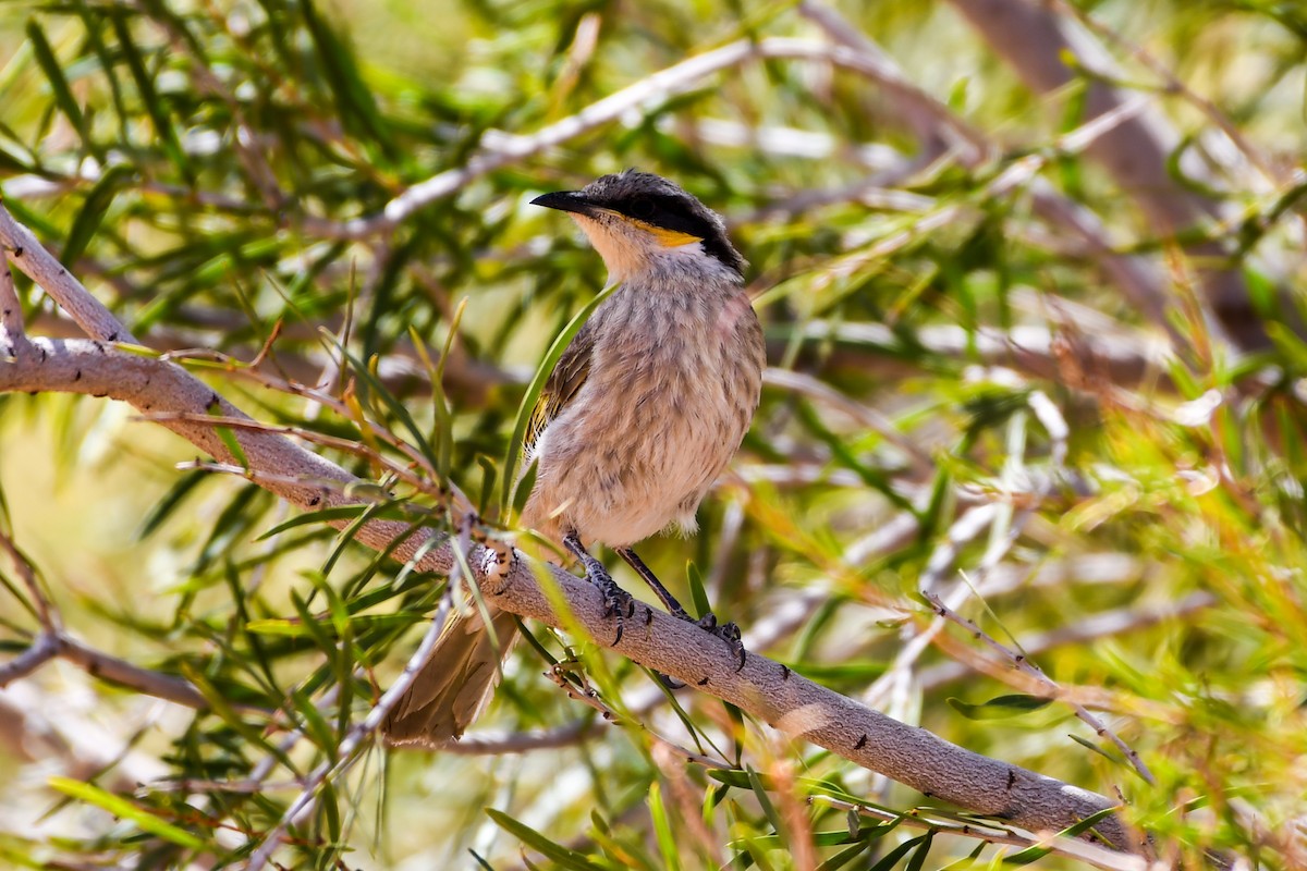 Singing Honeyeater - ML219325711