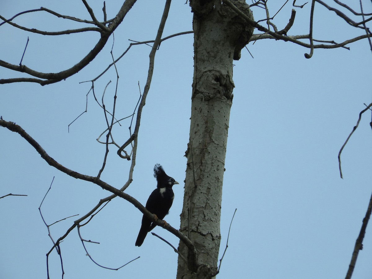 Long-crested Myna - Pam Rasmussen